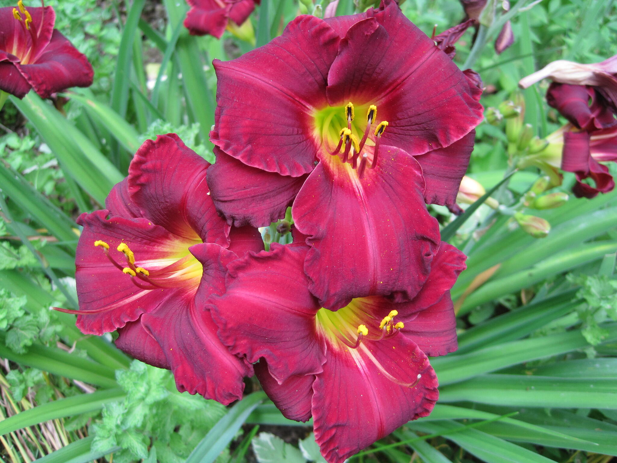 Magenta daylily flowers blooming in the garden.